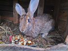 Самки и самцы кроликов(фландр) объявление продам