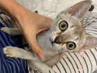 Котята Сингапура объявление продам