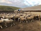 Продам овец породы тексель 15 шт маток только опто