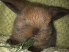 Крольчата вислоухого барана объявление продам