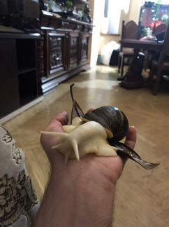 Архахатина паулаэрти улитка