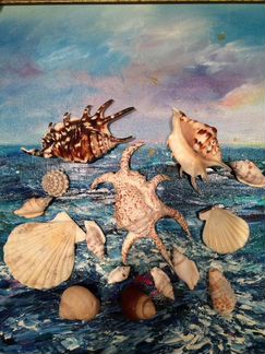 Ракушка Cassis Мальдивы 21 см