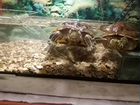 Две красноухих черепахи с аквариумом