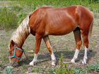 Башкирский конь