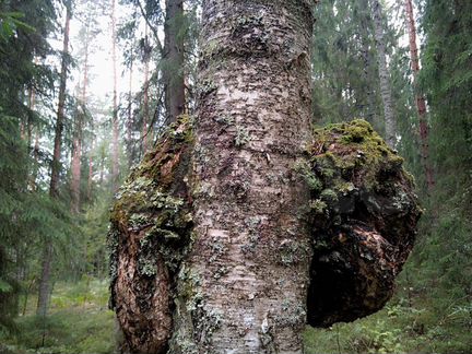 Кап Сувель берёзовый