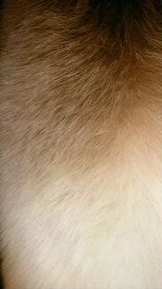 Воротник мех