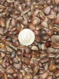 Кедровый орех в скорлупе