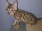 Бенгальский леопардовый котик