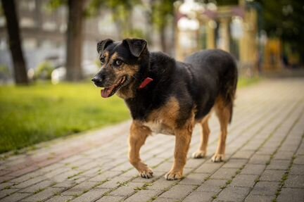 Малинка в добрые руки