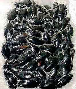 Мидии на 2х створках. Мидии авито. Мидии авито. Мидии чили 40/60. Мидии голубые целые в раковине 40-60 1кг 1/5 чили.