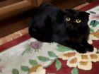 Кошка шотландская черная